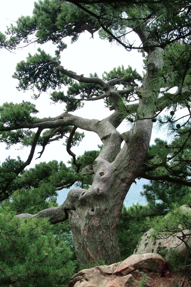 夢想不分高低貴賤  Philosophy of life感悟人生