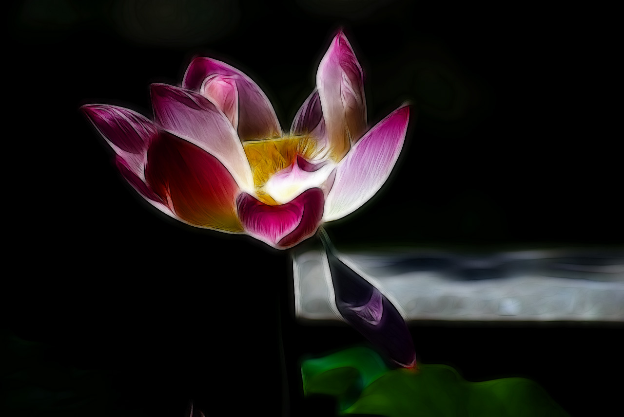  Flowers花卉