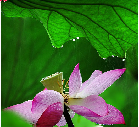 获奖作品  Photography 攝影特區