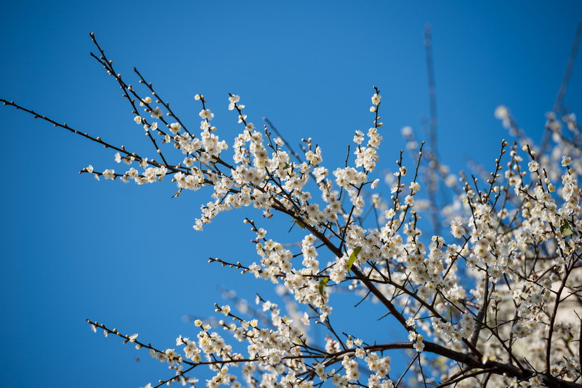 大埔農墟一月白梅花  休閒好去處 + 投稿站