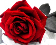 Roses  Flowers花卉