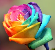 Roses  Flowers花卉