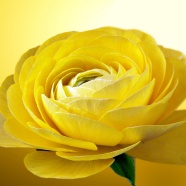 Roses  Flowers花卉
