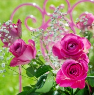Roses  Flowers花卉