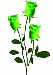 Roses  Flowers花卉