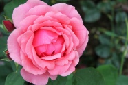 Roses  Flowers花卉