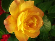 Roses  Flowers花卉