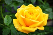 Roses  Flowers花卉