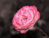 Roses  Flowers花卉
