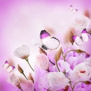 Roses  Flowers花卉