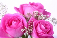 Roses  Flowers花卉