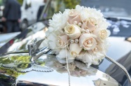 Roses  Flowers花卉