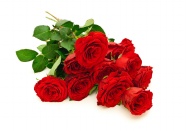 Roses  Flowers花卉
