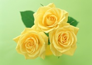 Roses  Flowers花卉