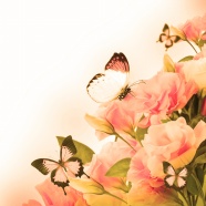 Roses  Flowers花卉