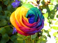 Roses  Flowers花卉