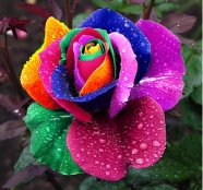 Roses  Flowers花卉