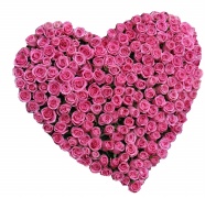 Roses  Flowers花卉