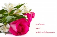 Roses  Flowers花卉
