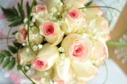 Roses  Flowers花卉
