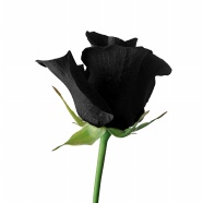 Roses  Flowers花卉