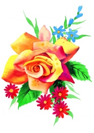 Roses  Flowers花卉