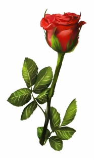 Roses  Flowers花卉
