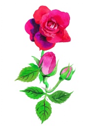 Roses  Flowers花卉