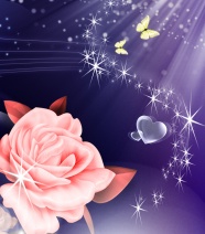Roses  Flowers花卉