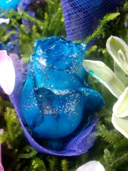 Roses  Flowers花卉