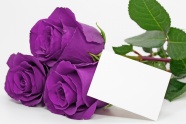 Roses  Flowers花卉