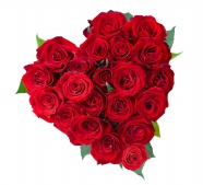 Roses  Flowers花卉