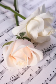 Roses  Flowers花卉