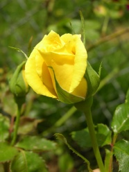 Roses  Flowers花卉