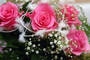 Roses  Flowers花卉