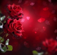 Roses  Flowers花卉