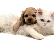   Puppies- cats小狗與猫