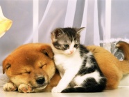   Puppies- cats小狗與猫