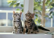   Puppies- cats小狗與猫