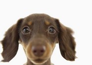   Puppies- cats小狗與猫
