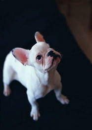   Puppies- cats小狗與猫