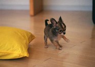   Puppies- cats小狗與猫