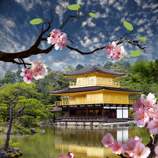 樱花又到烂漫时人少花美  Flowers花卉