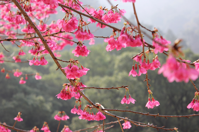 樱花又到烂漫时人少花美  Flowers花卉
