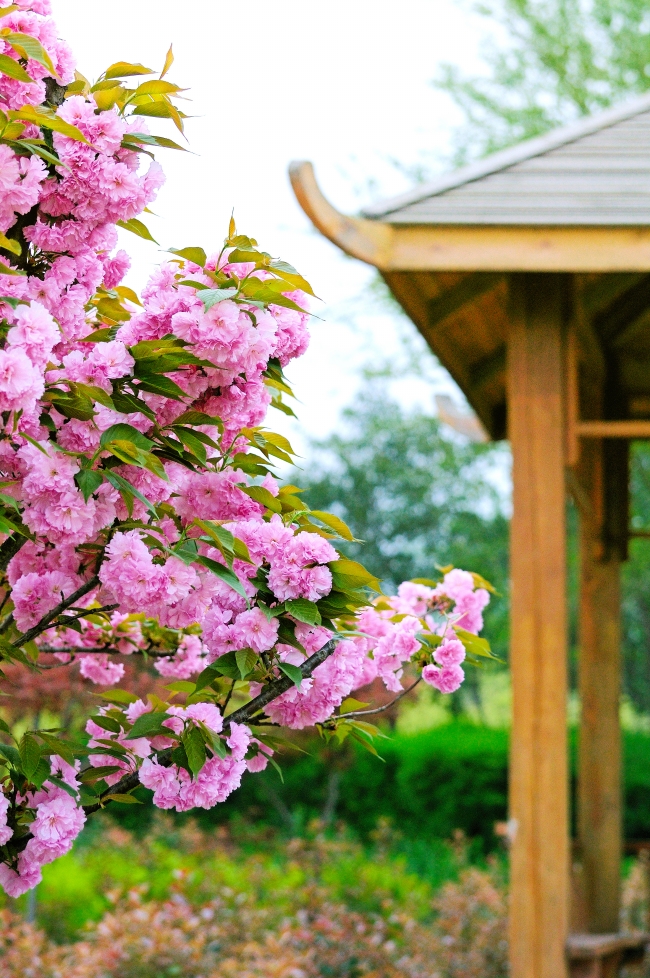 樱花又到烂漫时人少花美  Flowers花卉