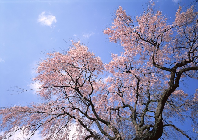樱花又到烂漫时人少花美  Flowers花卉