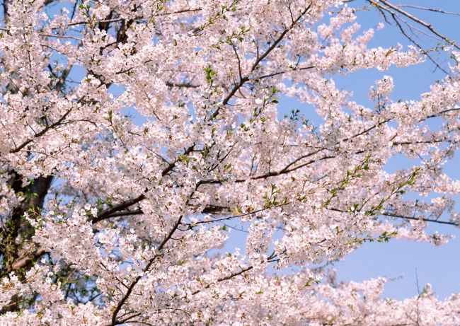 樱花又到烂漫时人少花美  Flowers花卉