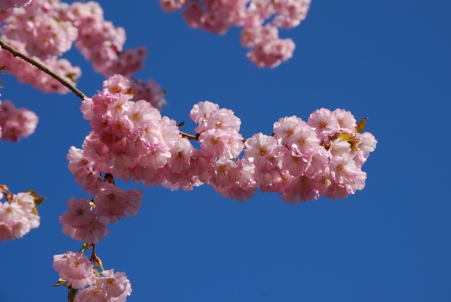 樱花又到烂漫时人少花美  Flowers花卉