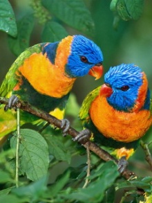   Birds 飛烏