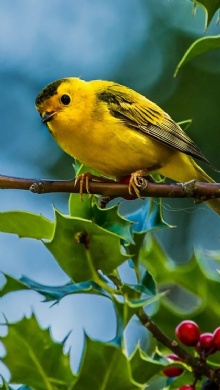 百鳥争鸣  Birds 飛烏